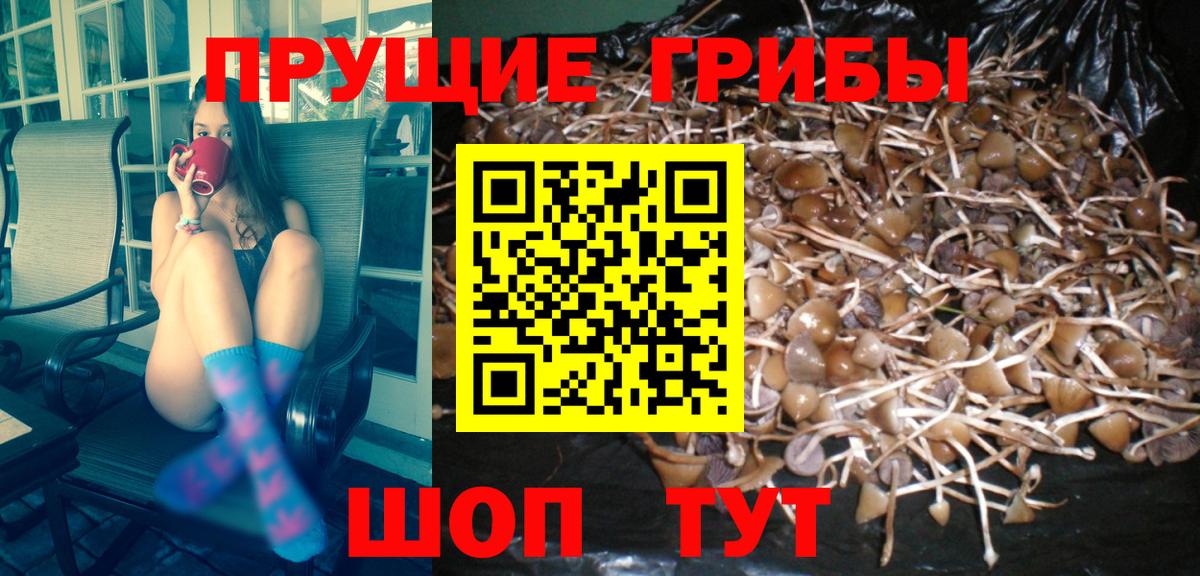 Кольчугино  Псилоцибиновые грибы Magic Shrooms  сколько стоит  Вход с VPN 